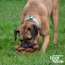 Load image into Gallery viewer, Ancol Heritage Peter Pine Cone - Dog Toy
