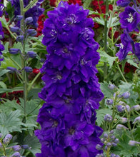 Load image into Gallery viewer, Delphinium Magic Fountains Dark Blue with Black Bee (2 Litre Pot)