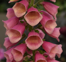 Load image into Gallery viewer, Digitalis ‘Arctic Fox Rose’ (Foxglove) (2 Litre Pot)