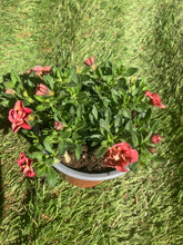 Load image into Gallery viewer, Calibrachoa ‘Cabaret Double Apricot’ – Trailing Hanging Basket Plant