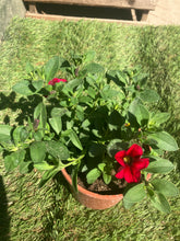 Load image into Gallery viewer, Calibrachoa ‘Cabaret Dark Rose’ – Trailing Hanging Basket Plant