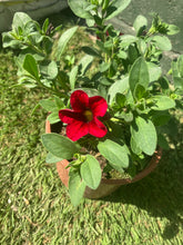 Load image into Gallery viewer, Calibrachoa ‘Cabaret Dark Rose’ – Trailing Hanging Basket Plant