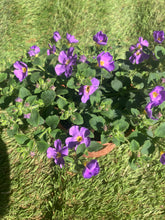 Load image into Gallery viewer, Bacopa ‘Megacopa Blue’ – Trailing (Basket Plant)