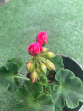 Load image into Gallery viewer, Geranium Galaxy Rose (Basket Plant)