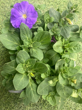 Load image into Gallery viewer, Petunia Frenzy Grand Rapids Mix 6 Pack (Bedding Plants)