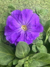 Load image into Gallery viewer, Petunia Frenzy Grand Rapids Mix 6 Pack (Bedding Plants)