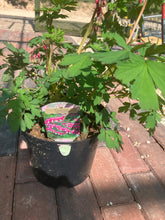 Load image into Gallery viewer, Dicentra Spectabils (3 Litre Pot)