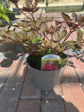 Load image into Gallery viewer, Astilbe Mighty Chocolate Cherry (3 Litre Pot)
