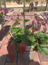 Load image into Gallery viewer, Epinedium Petty In Pink (2 Litre Pot)
