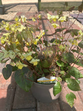 Load image into Gallery viewer, Epinedium Sulphureum (2 Litre Pot)
