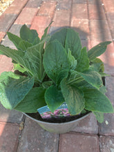 Load image into Gallery viewer, Digitalis ‘Arctic Fox Rose’ (Foxglove) (2 Litre Pot)