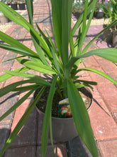 Load image into Gallery viewer, Hemerocallis Frans Hals (2 Litre Pot)