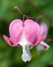 Load image into Gallery viewer, Dicentra Spectabils (3 Litre Pot)