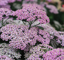 Load image into Gallery viewer, Achillea Molly Rock Pink (2 Litre Pot)
