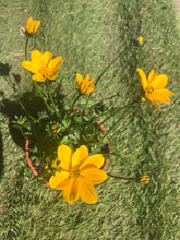 Load image into Gallery viewer, Bidens ‘Golden Empire’ – Trailing Hanging Basket Plant
