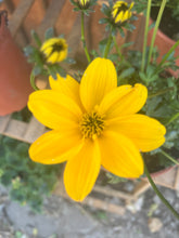 Load image into Gallery viewer, Bidens ‘Golden Empire’ – Trailing Hanging Basket Plant
