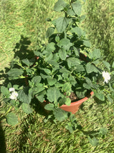 Load image into Gallery viewer, Bacopa ‘Scopia Double Snowball’ – Trailing White Hanging Basket Plant
