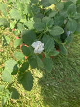 Load image into Gallery viewer, Bacopa ‘Scopia Double Snowball’ – Trailing White Hanging Basket Plant
