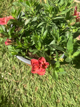 Load image into Gallery viewer, Calibrachoa ‘Cabaret Double Apricot’ – Trailing Hanging Basket Plant
