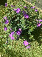 Load image into Gallery viewer, Bacopa ‘Megacopa Blue’ – Trailing (Basket Plant)
