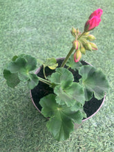 Load image into Gallery viewer, Geranium Galaxy Rose (Basket Plant)
