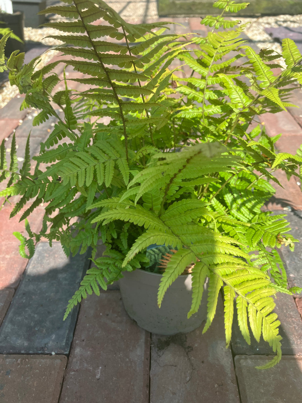 Dryopteris Jurassic Gold (2 Litre Pot) (Golden Fern)