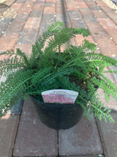 Load image into Gallery viewer, Achillea Molly Rock Pink (2 Litre Pot)
