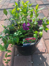 Load image into Gallery viewer, Vinca Bowles Purple (2 Litre Pot)
