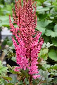 Astilbe Mighty Chocolate Cherry (3 Litre Pot)