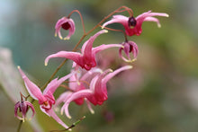 Load image into Gallery viewer, Epinedium Petty In Pink (2 Litre Pot)
