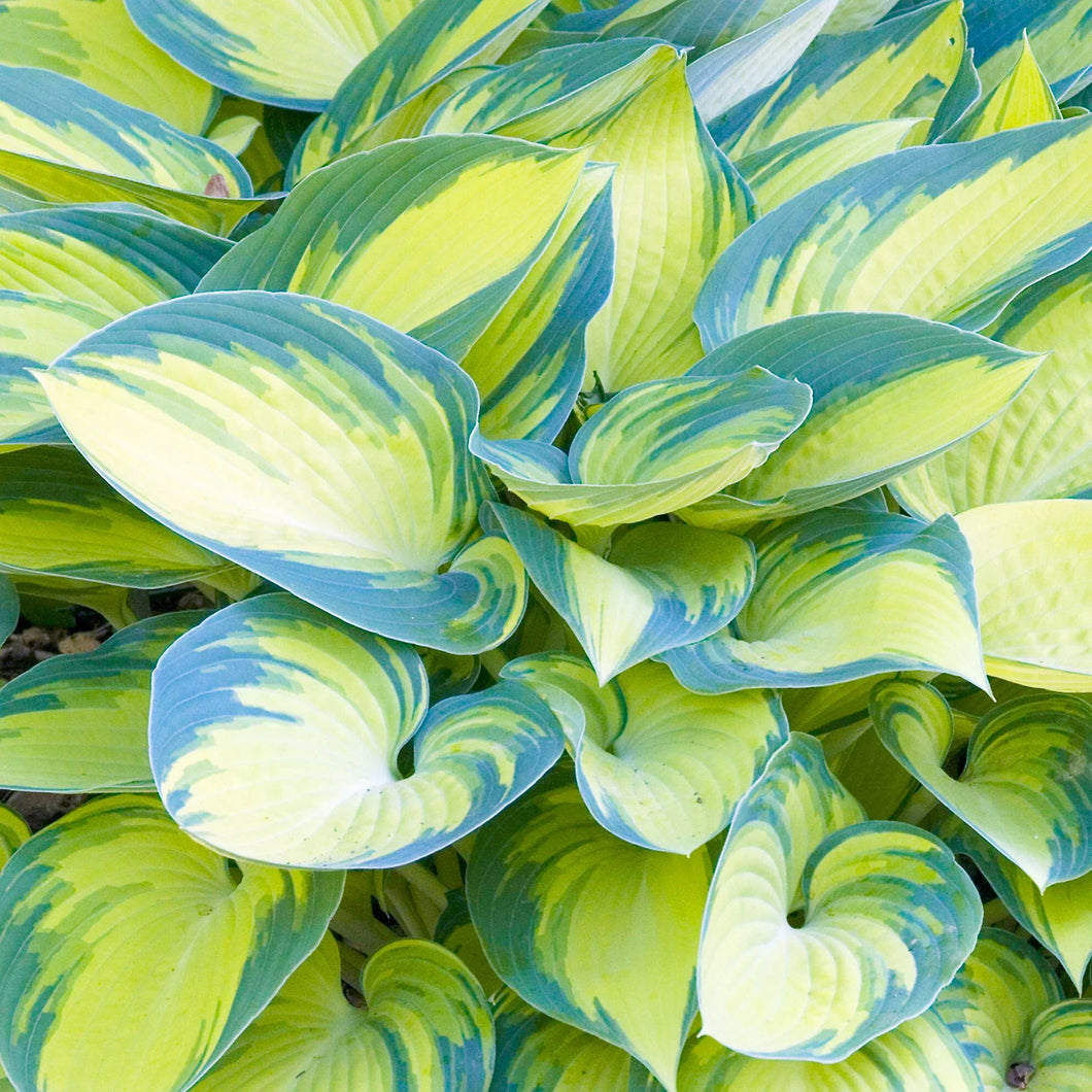 Hosta June (2 Litre Pot)