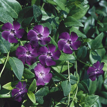 Load image into Gallery viewer, Vinca Bowles Purple (2 Litre Pot)
