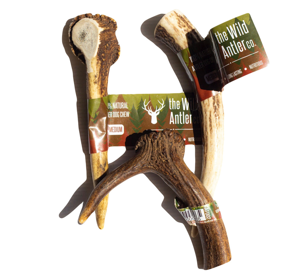 Medium Antler