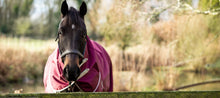 Load image into Gallery viewer, Swish Equestrian 50g Detachable Neck Turnout Rug - Burgundy
